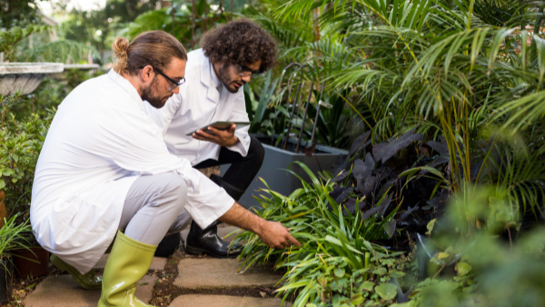 Scientists working with plants.