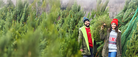 Two people carrying a Christmas tree. 